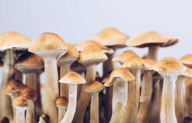 How Magic Mushrooms Can Change Your Life