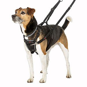 3 Incredible Benefits of Using a No Pull Harness with Your Dog