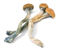 What Makes Magic Mushrooms Really Magical?