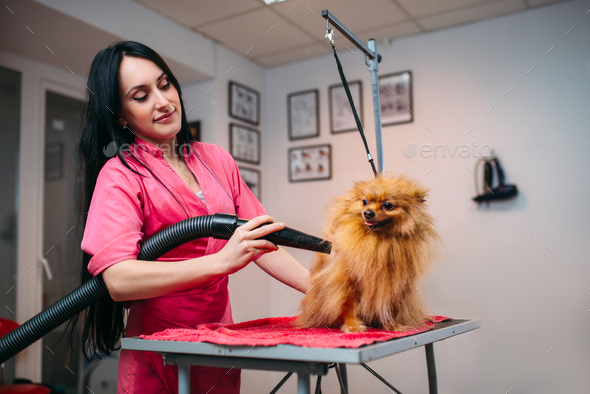 Dogs Blow Dryer – How Is It Harmless For Household pets?