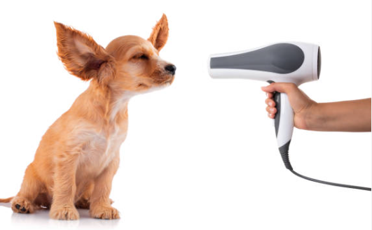 Complete the task Rapidly because of the Right Pet Blow Clothes dryer