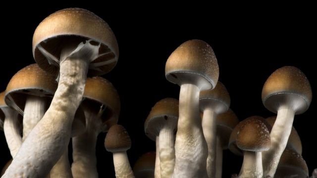 What to know in regards to the makes use of in the outdoors mushroom kinds